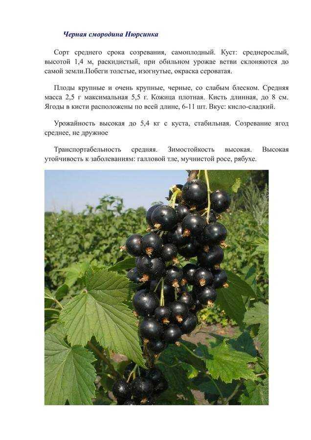 Смородина: описание, посадка в открытый грунт, уход весной, летом и осенью, размножение, популярные сорта (23 фото & видео) +отзывы