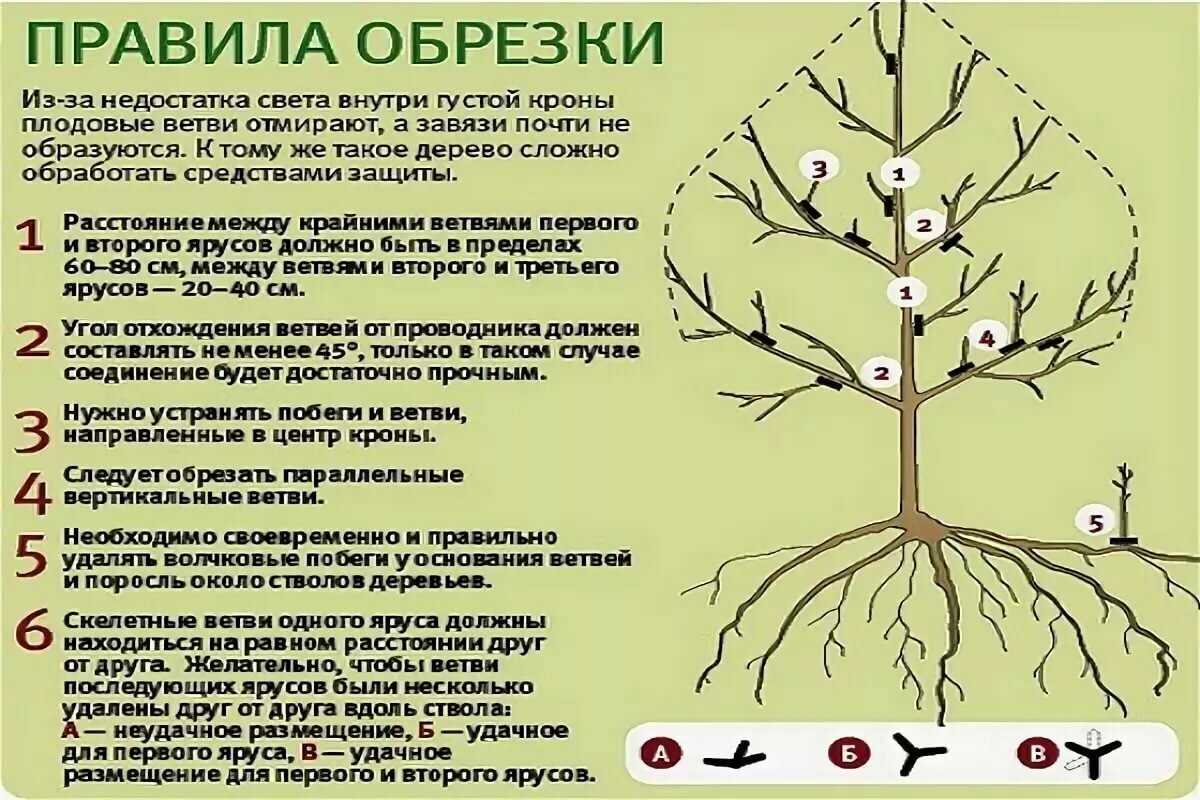 Обрезку яблони можно отложить и на весну Но в начале сезона мы не всегда успеваем выбраться на участок до распускания почек на деревьях А осенью
