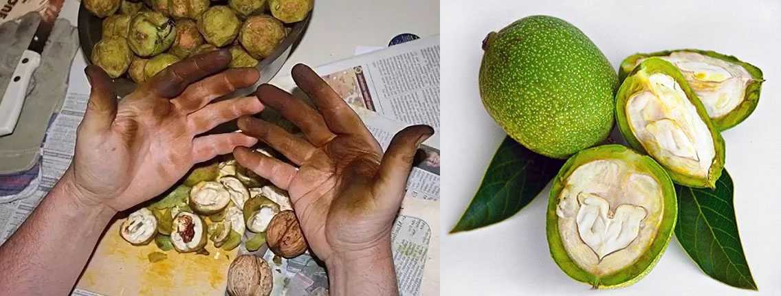 Как почистить маслята быстро и легко: 6 способов