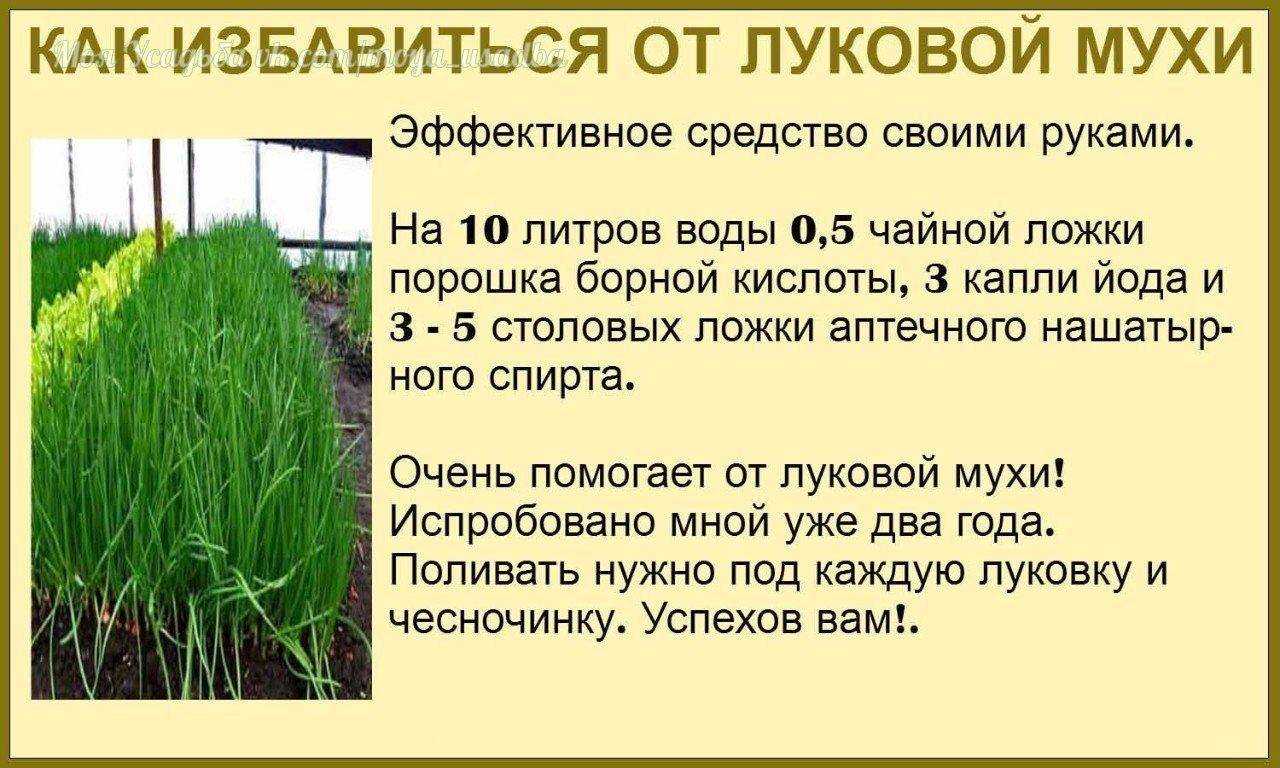 Обработка лука севка перед посадкой весной солью