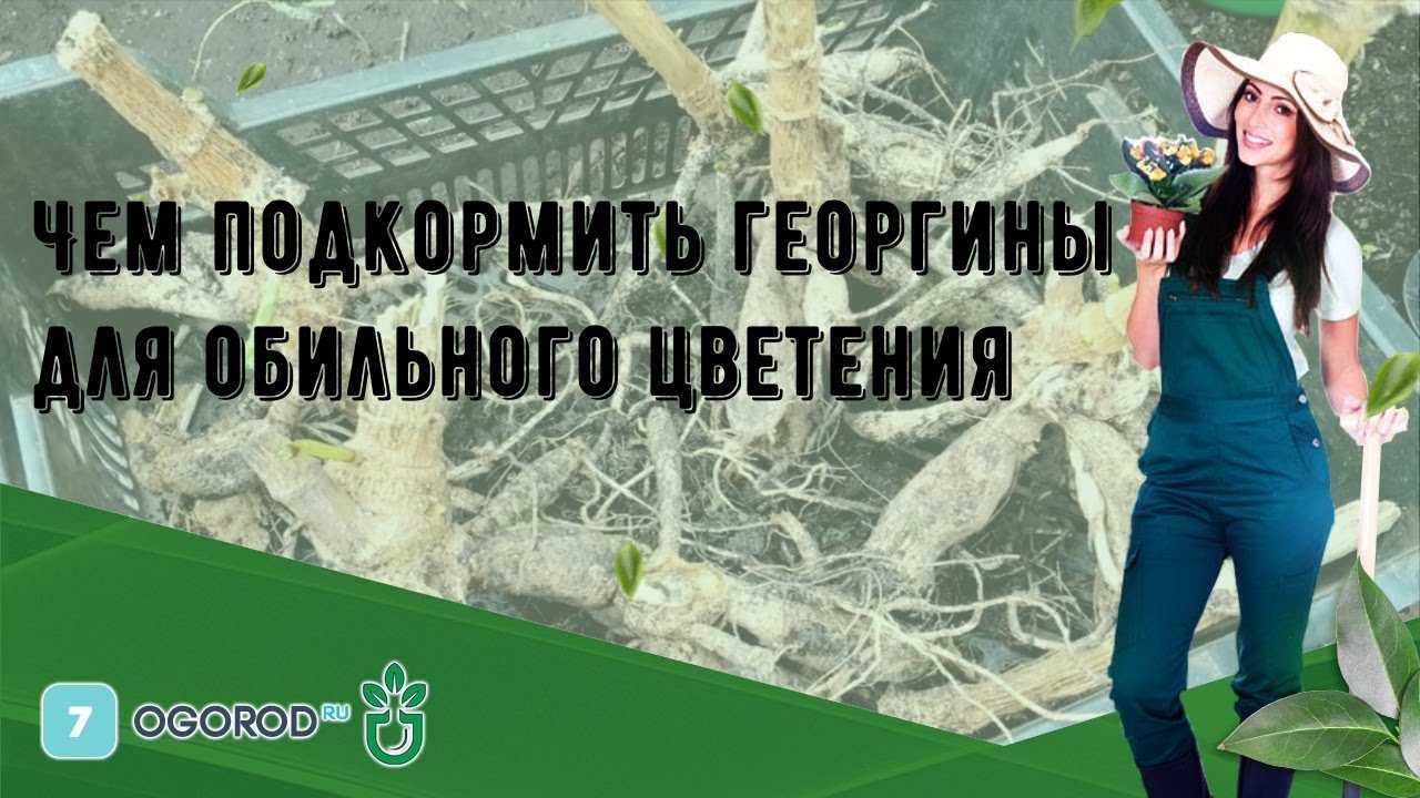 ✅ георгины — посадка, удобрение, формирование - сад62.рф