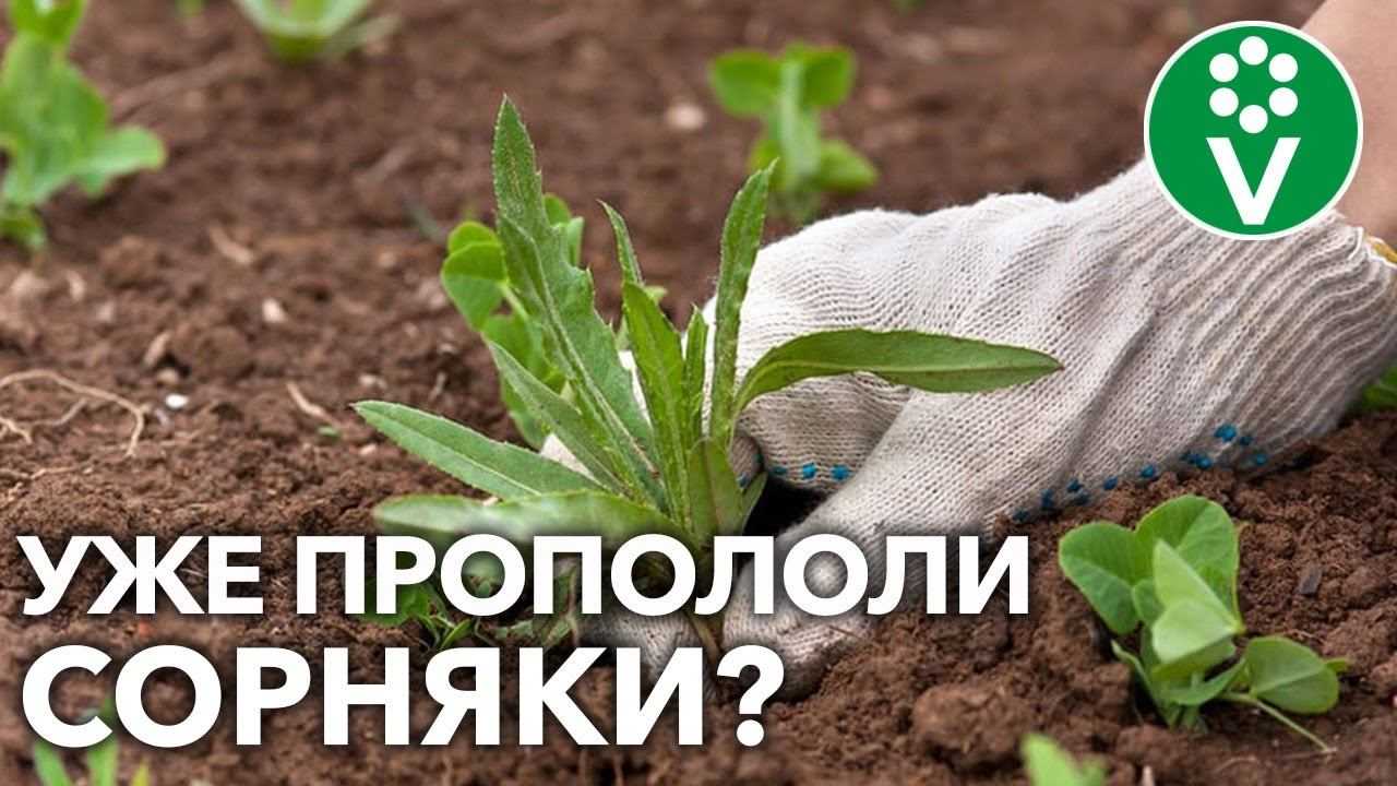 Можно ли солью избавиться от сорняков? - [решено]