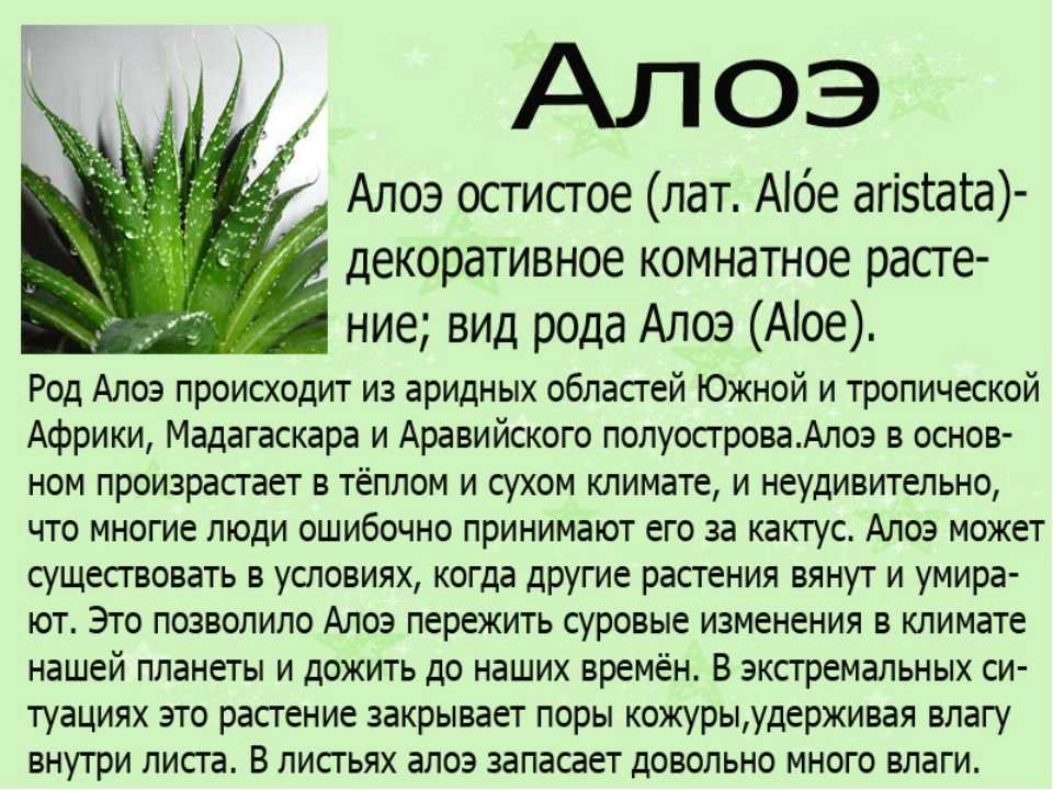 Растение алоэ лечебные свойства. Алоэ древовидное (столетник) сок. Алоэ столетник остистое. Алоэ лекарственное растение.