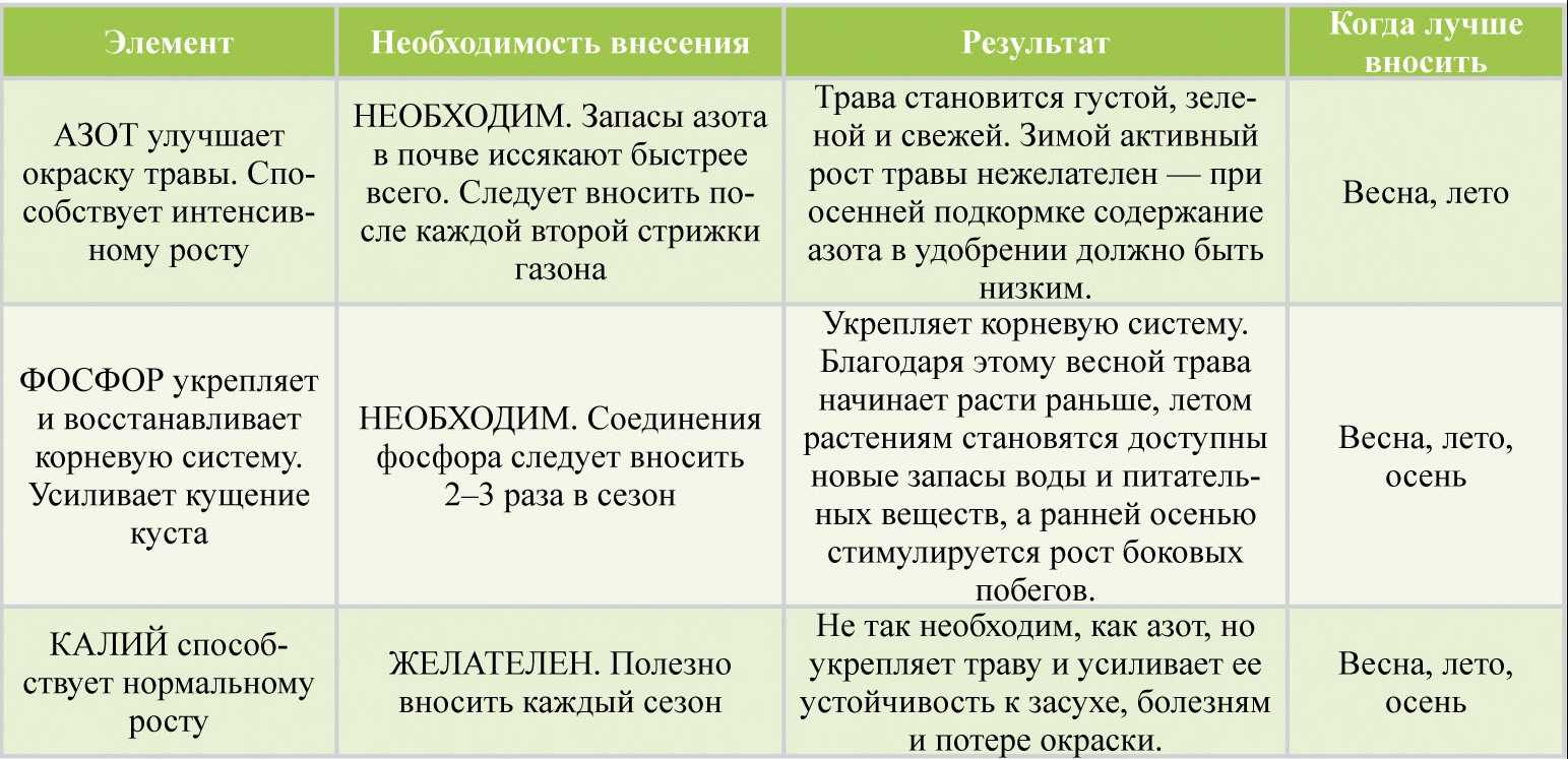 Подкормка чеснока: чем, как и когда кормить чеснок