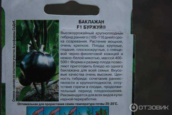 Баклажан буржуй: описание сорта, особенности выращивания, фото, отзывы