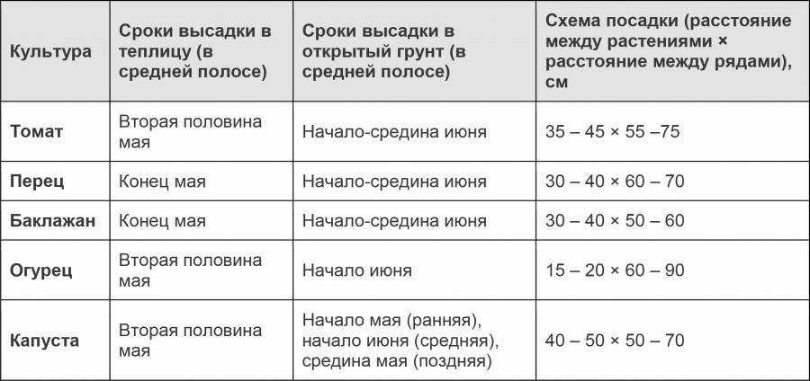 Капуста посадка и уход в открытом грунте, в огороде