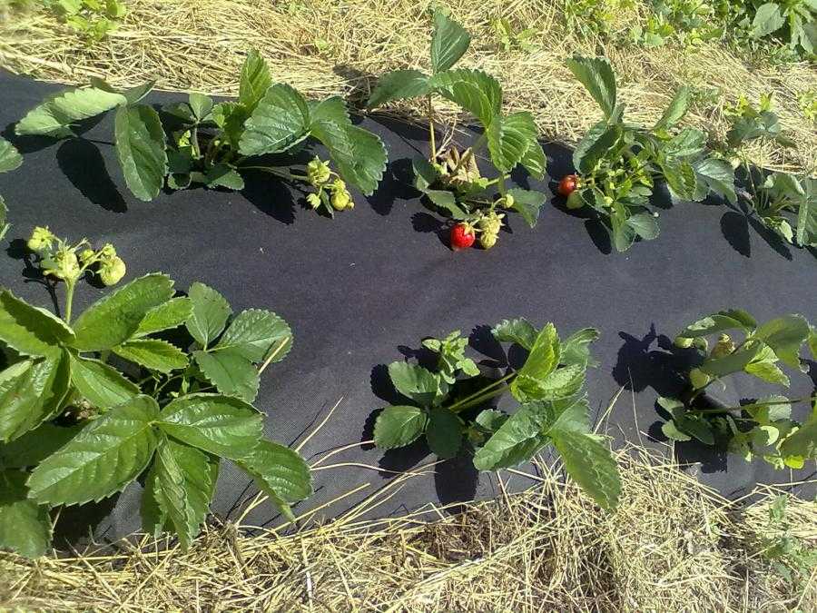Как и когда пересаживать клубнику новое место: размножение и омолаживание