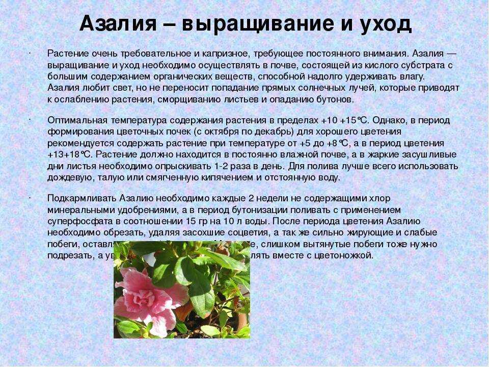 Посадка и уход за рододендронами в подмосковье: названия, описания, фото сортов, выращивание, и сажать ли весной или осенью, когда цветет, как правильно ухаживать?
