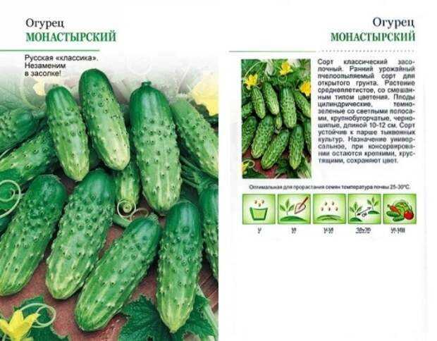Лучшие сорта огурцов для открытого грунта средней полосы: описания, фото