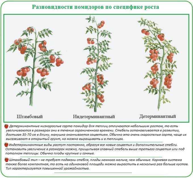 Штамбовые сорта томатов: самые урожайные для открытого грунта и теплиц