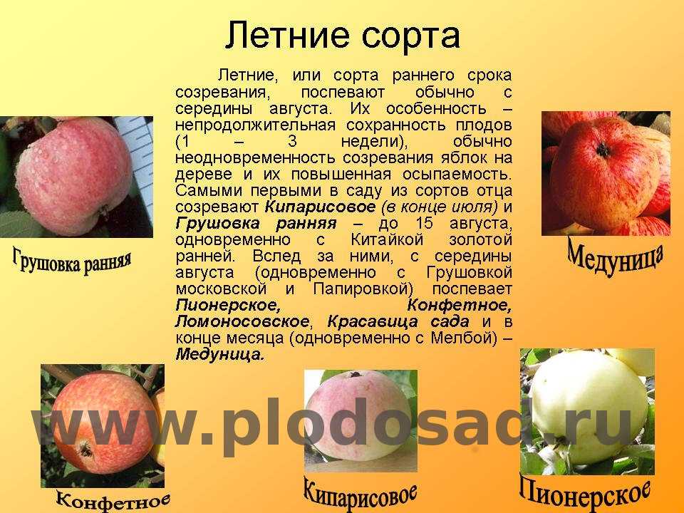 Яблоки ранетки: описание сорта, 13 лучших видов, как выглядят и когда созревают, посадка и уход