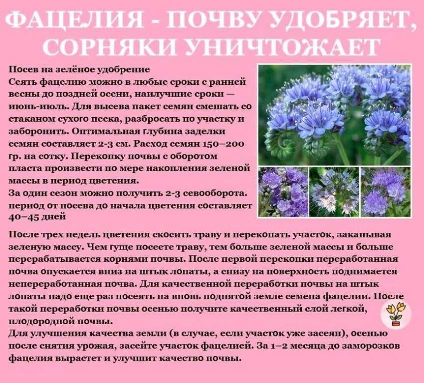Фацелия - надёжная помощница земледельца