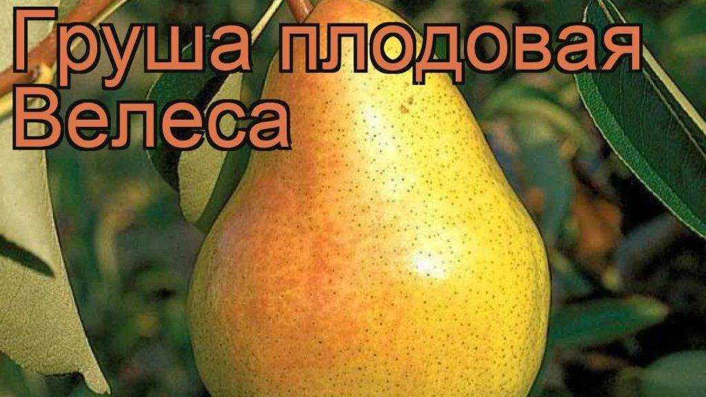 Груша велеса: описание сорта, опылители, посадка и уход, высота дерева, отзывы