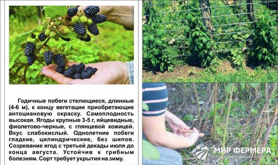 Ежевика садовая: выращивание, посадка и уход, урал и подмосковье