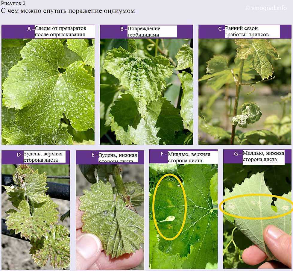 Пупырышки на листьях винограда описание с фотографиями. Болезнь винограда оидиум с фотографиями. Винограда милдью антракноз. Цикл развития милдью винограда. Болезнь винограда милдью с фотографиями.