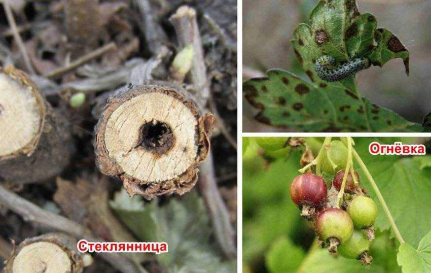 Паутинный клещ на смородине: как избавится, чем обработать, самые эффективные средства