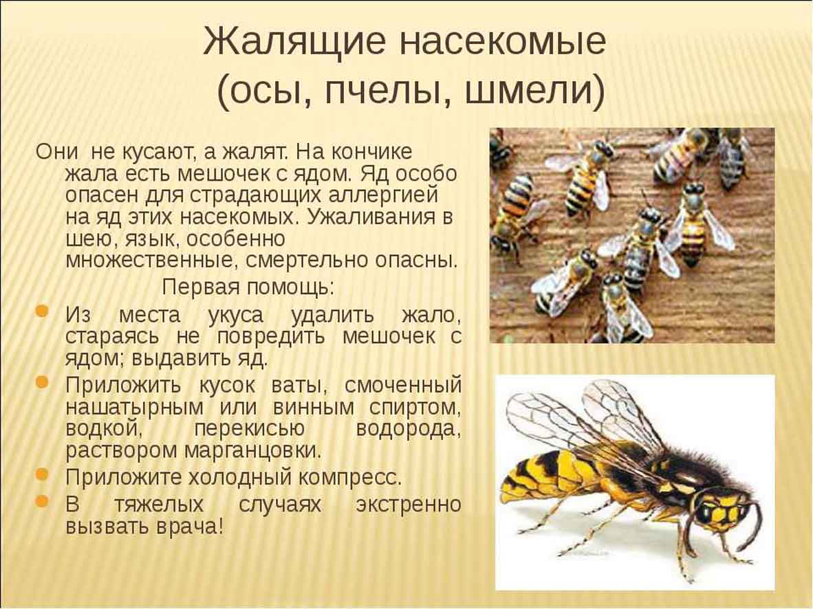 Самые большие осы – названия, фото и описание
