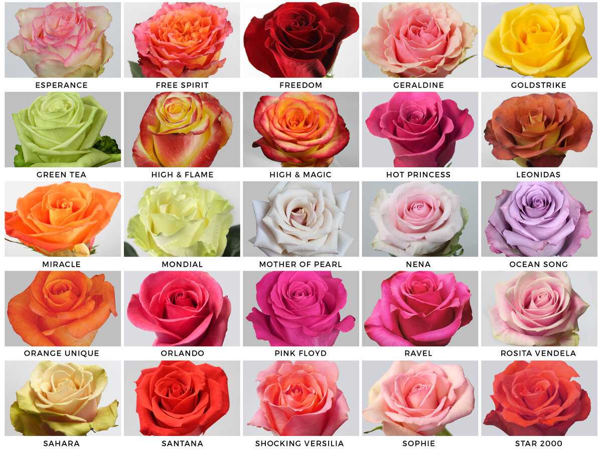 все названия роз с фото