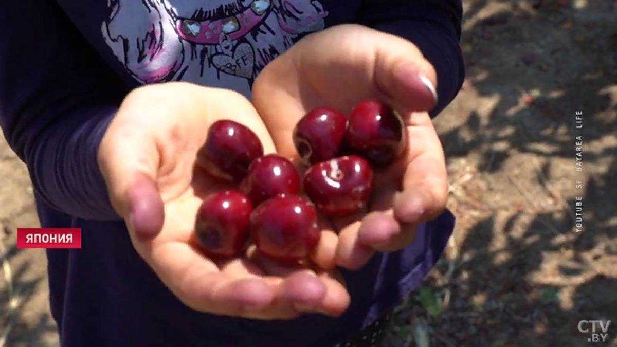 Меры борьбы и профилактики с коккомикозом вишни