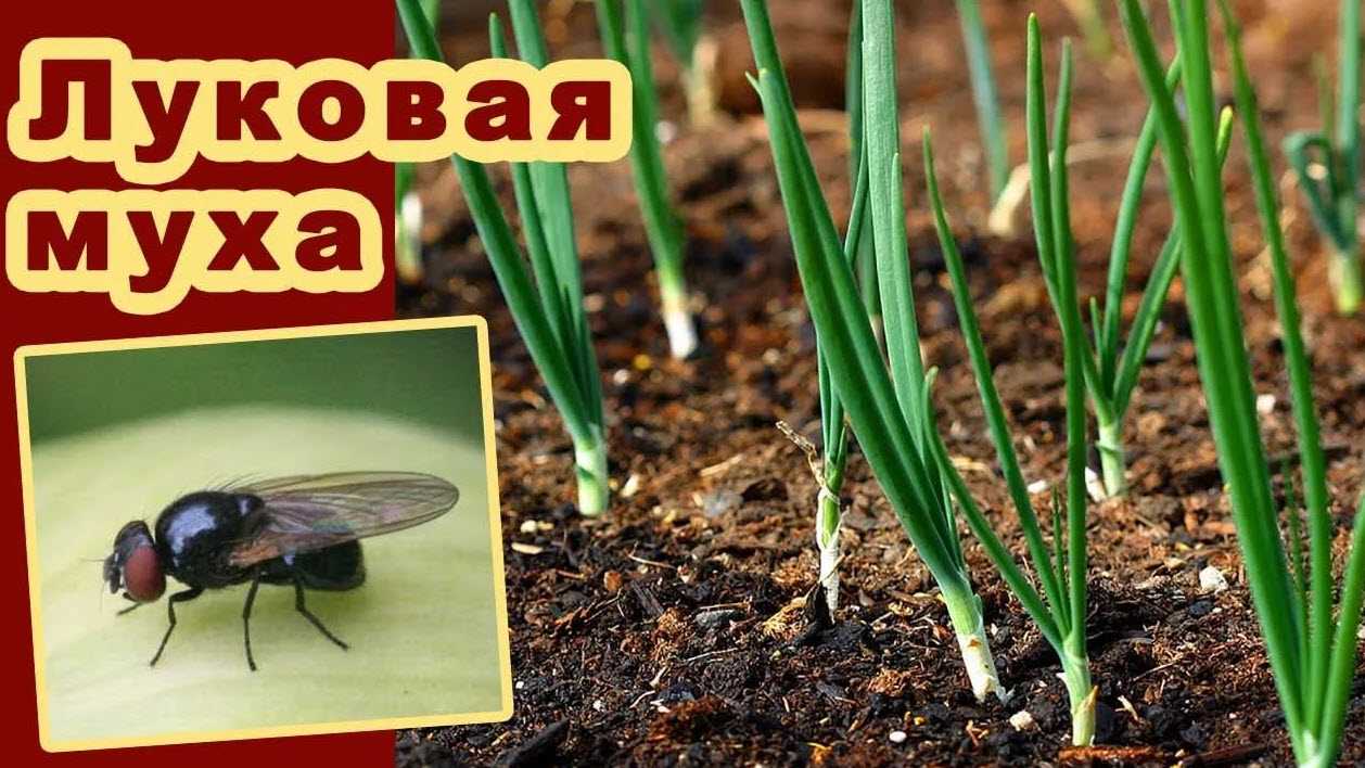 10 методов, как избавиться от луковой мухи в огороде