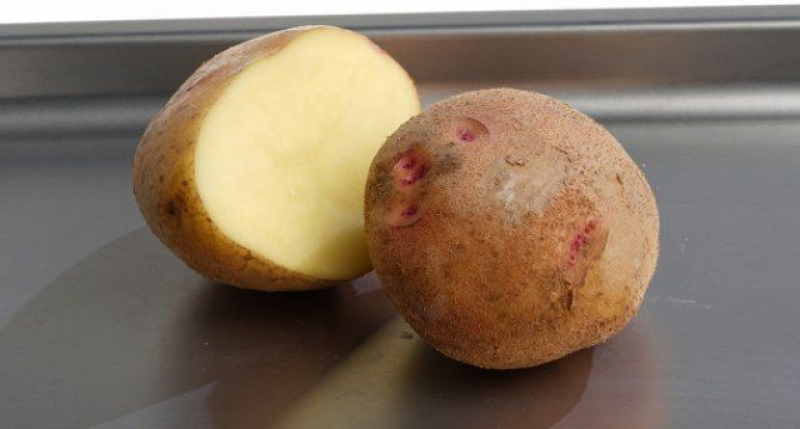 Какой сорт картофеля рассыпчатый и вкусный. Сорта картофеля разваристого. Рассыпчатые сорта картофеля. Рассыпчатая картошка сорта. Картошка с розовыми глазками.