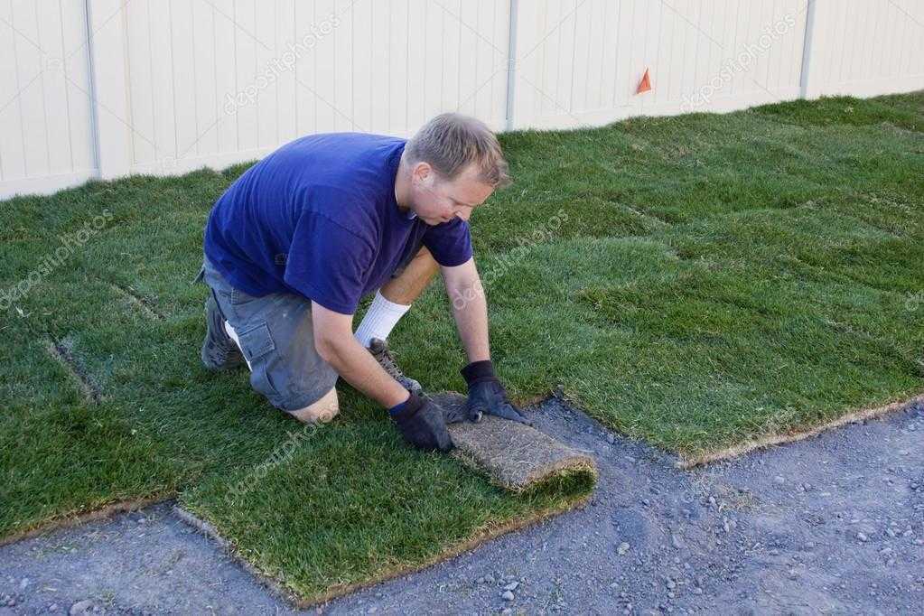 Как правильно весной сажать газонную траву семенами