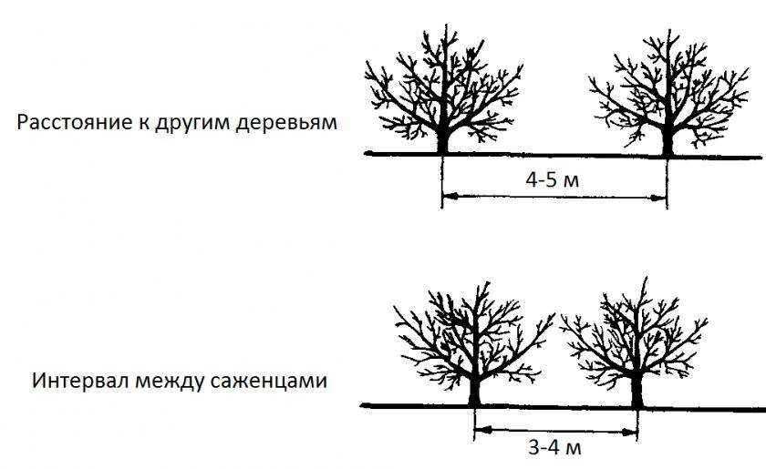 Схема посадки колоновидных яблонь в один ряд