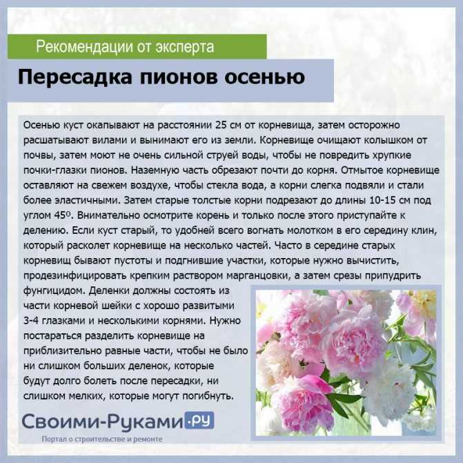 Когда и как пересаживать пионы?