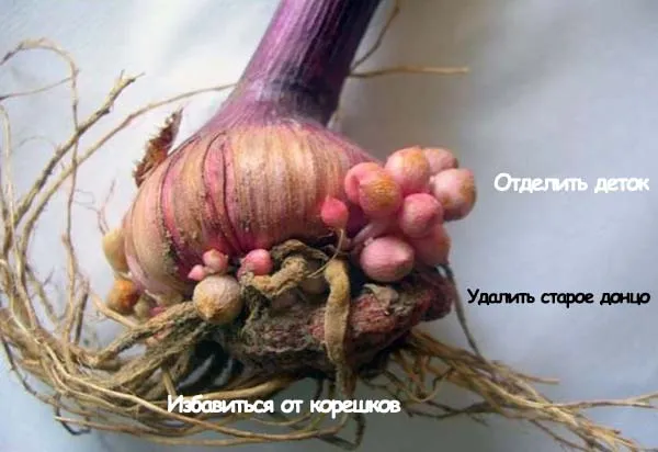 Гладиолусы: когда выкапывать и как хранить, что делать с детками после выкопки