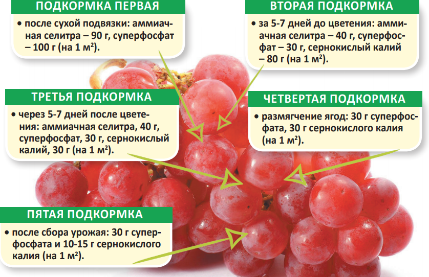 Смородина ядреная: описание сорта, выращивание и уход