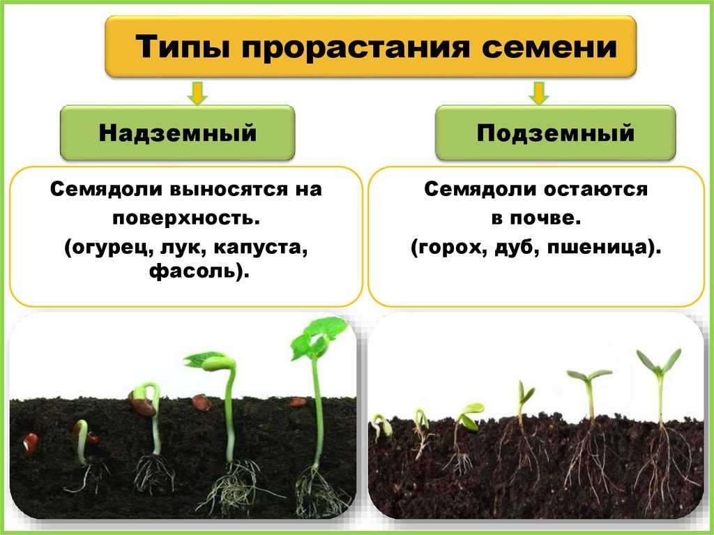 Почему не всходят помидоры и плохо растет рассада