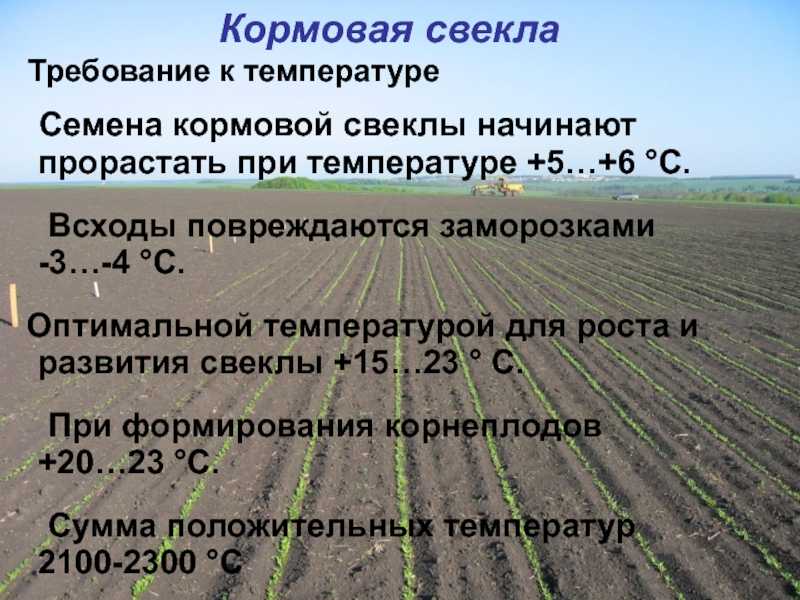 Агротехника выращивания свёклы