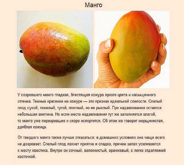 Фрукт манго: «король» среди экзотов