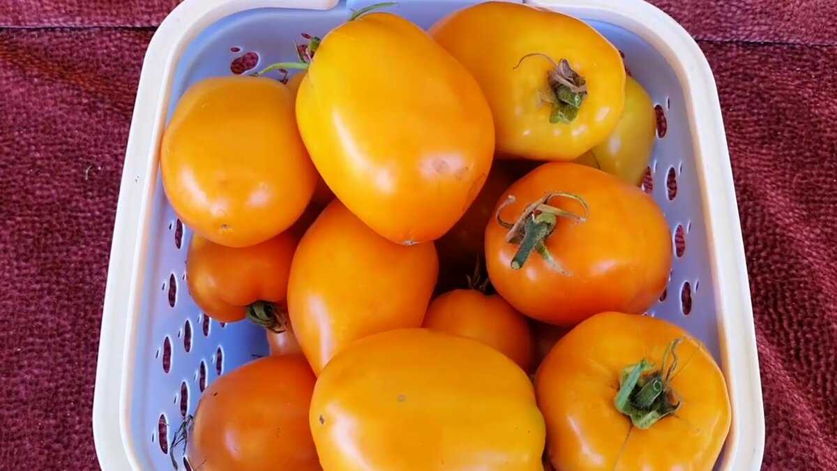 Низкорослые томаты: лучшие сорта с фото и названиями (каталог)