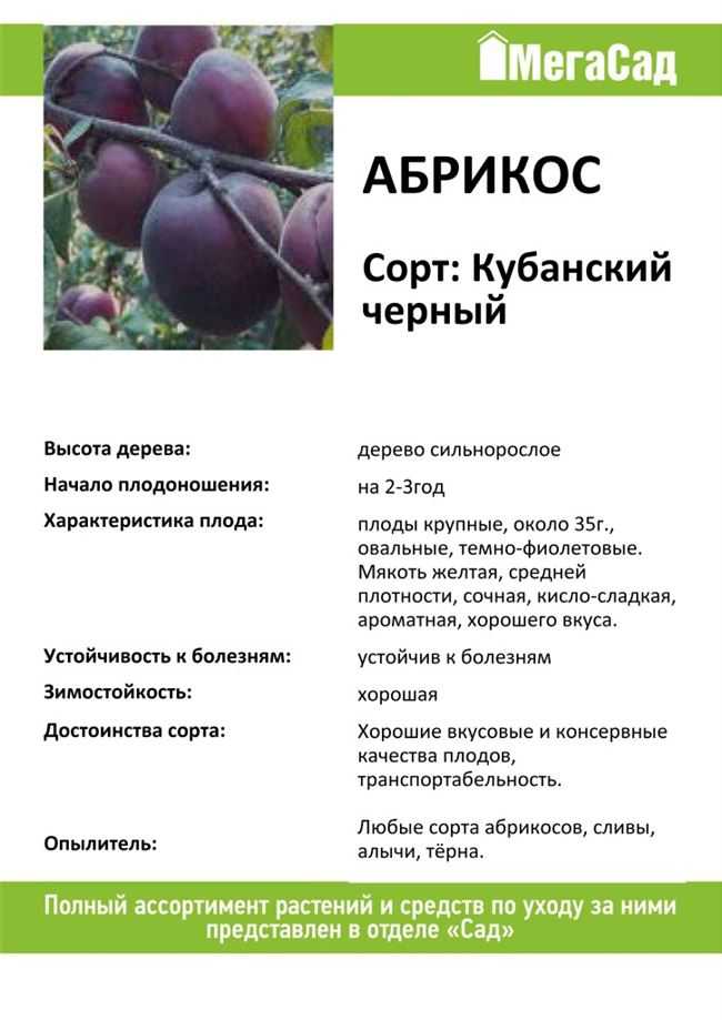 Абрикос черный : характеристика, описание сорта, фото, посадка и уход | qlumba.com
