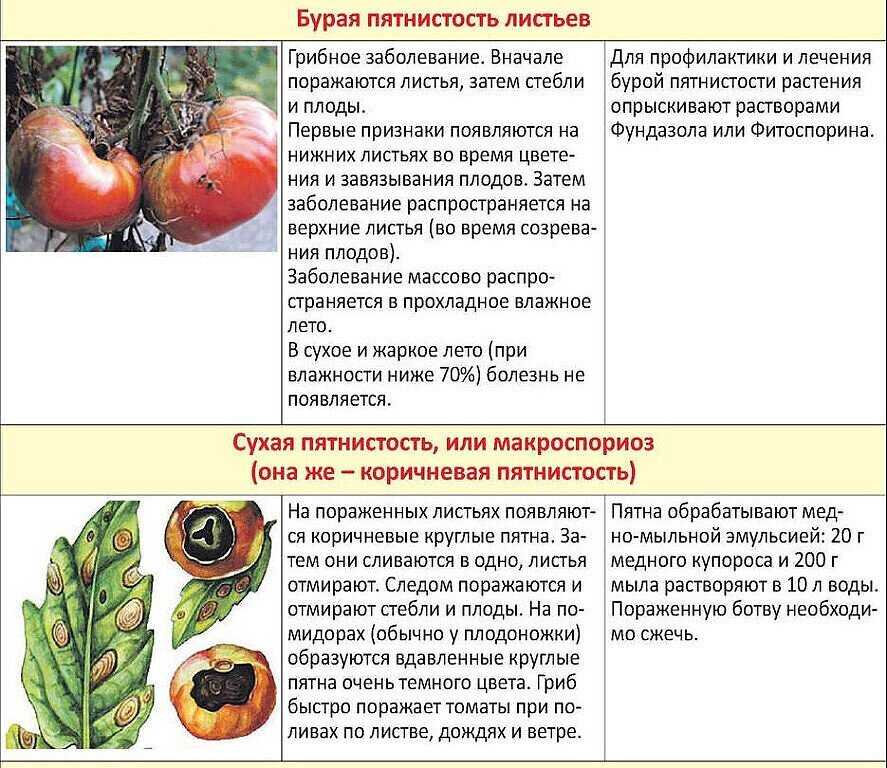 Обработка томатов от болезней и вредителей: чем брызгать, препараты, лучшие средства