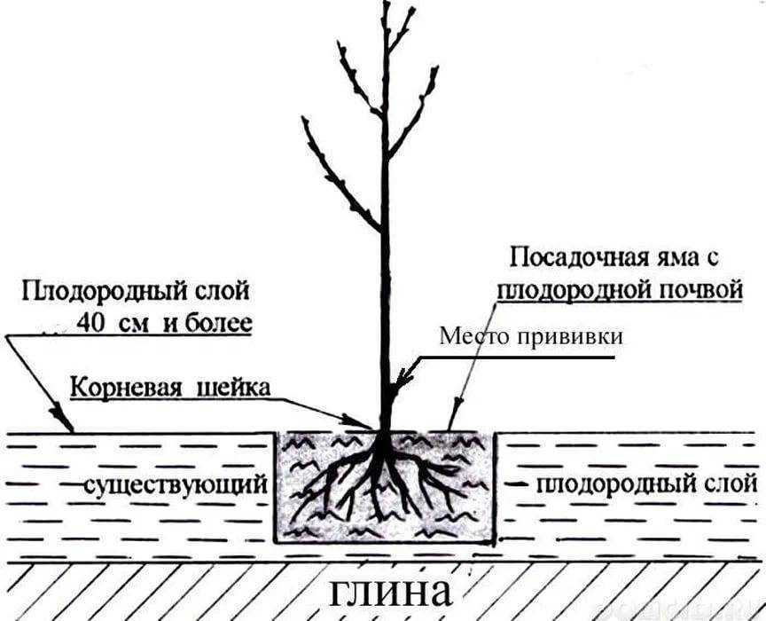 Когда и как сажать яблони весной в открытый грунт