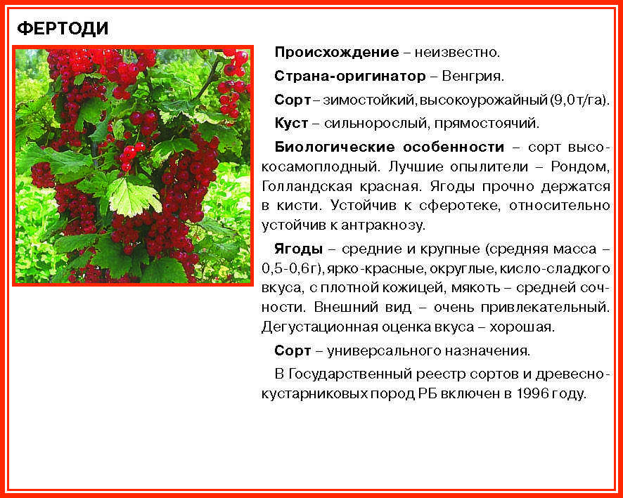 Красная смородина сахарная: основные характеристики сорта