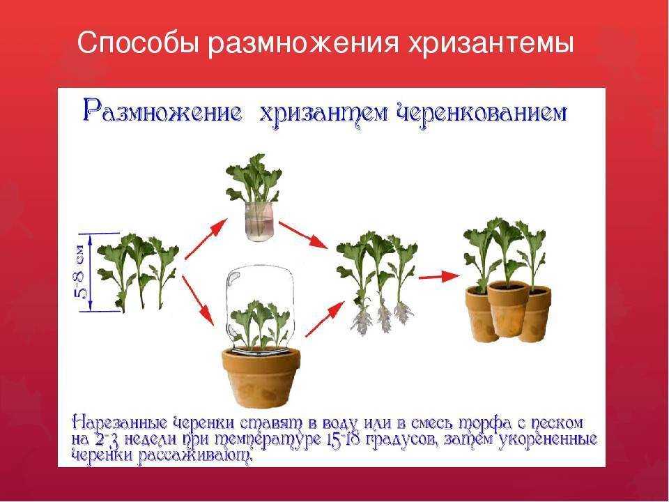 Хризантемы - посадка,  уход и способы размножения хризантем