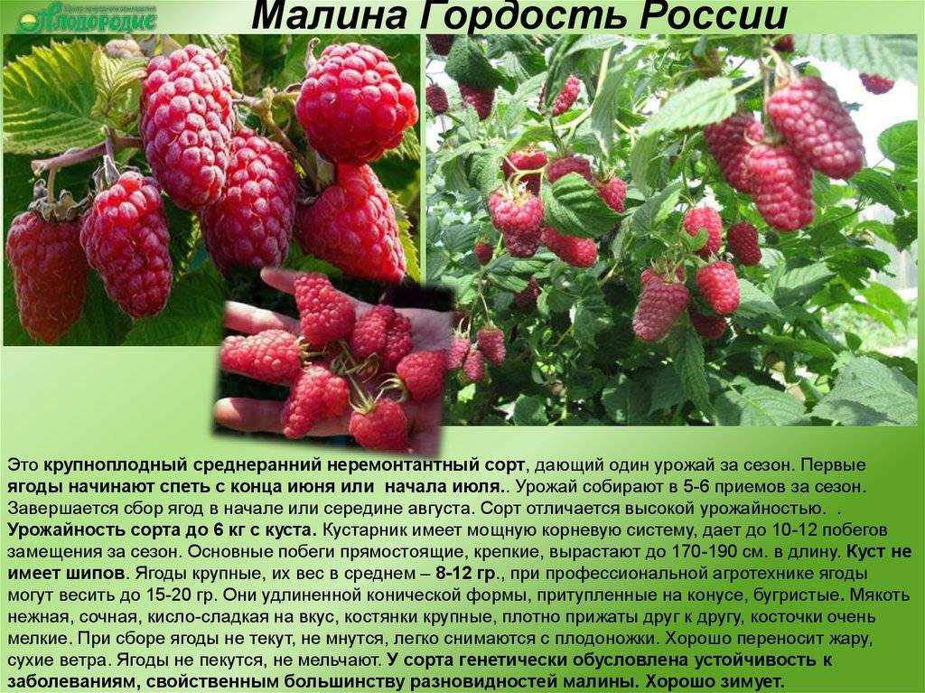Высокоурожайная малина heritage