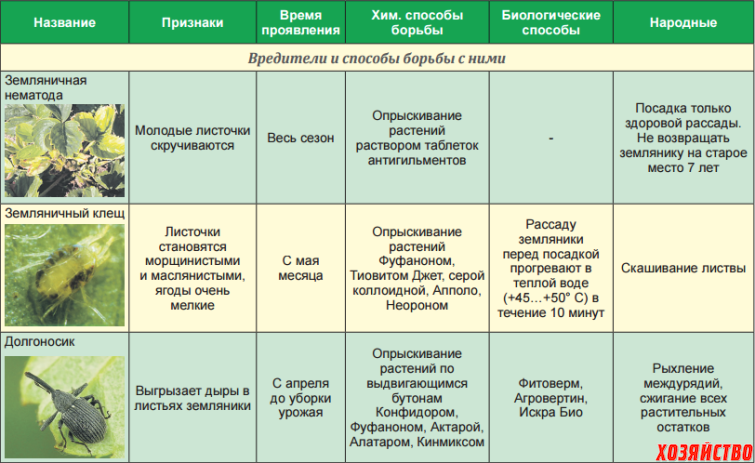 Болезни персика: названия, описание с фото, препараты для лечения и профилактика - sammedic.ru
