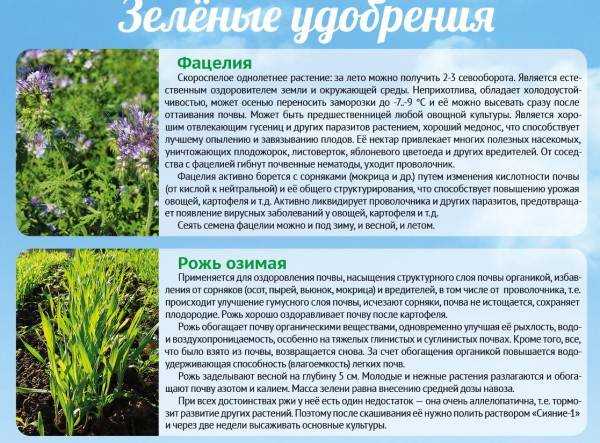 Растения-сидераты