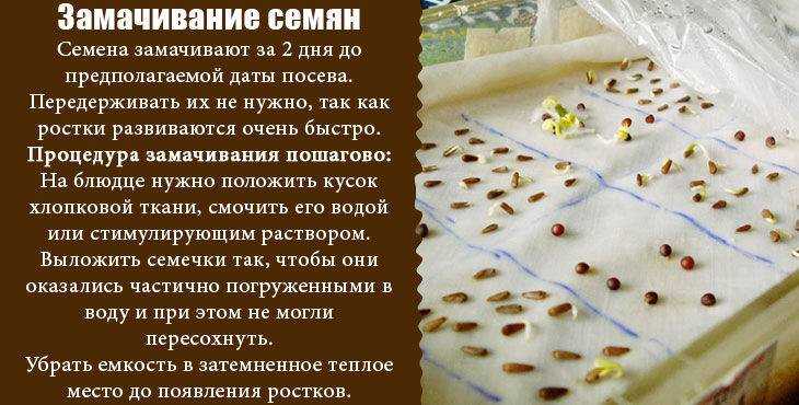 Как правильно замочить семена огурцов перед посадкой и нужно ли