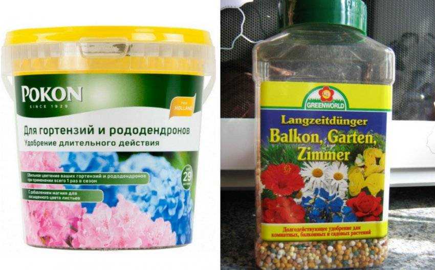 Подкормка гортензии весной, летом, осенью для пышного цветения