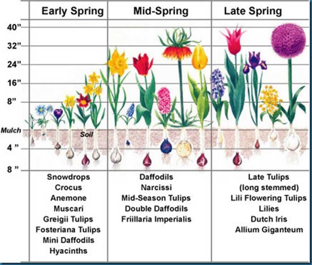 Обрезать ли тюльпаны. Глубина посадки луковиц нарциссов. Схема посадки луковичных растений. Глубина посадки луковичных цветов таблица. Нарциссы глубина посадки весной.