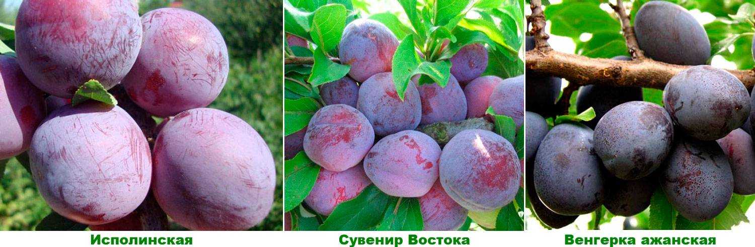 Слива богатырская: описание сорта, фото, отзывы