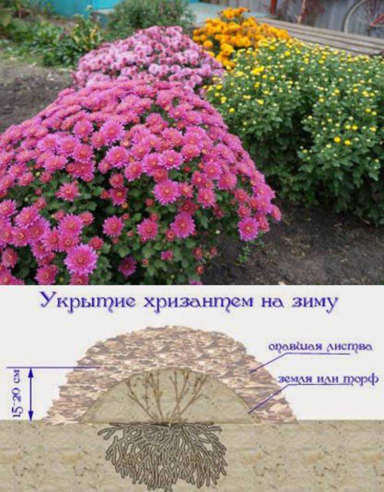 Хризантемы: посадка весной, уход, как правильно сажать на участке