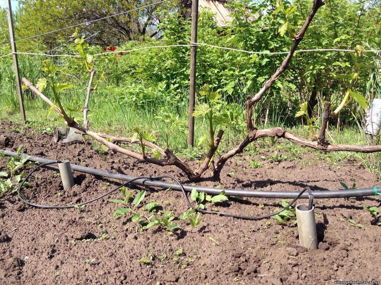 Полив винограда летом во время созревания ягод: сроки и правила процедуры