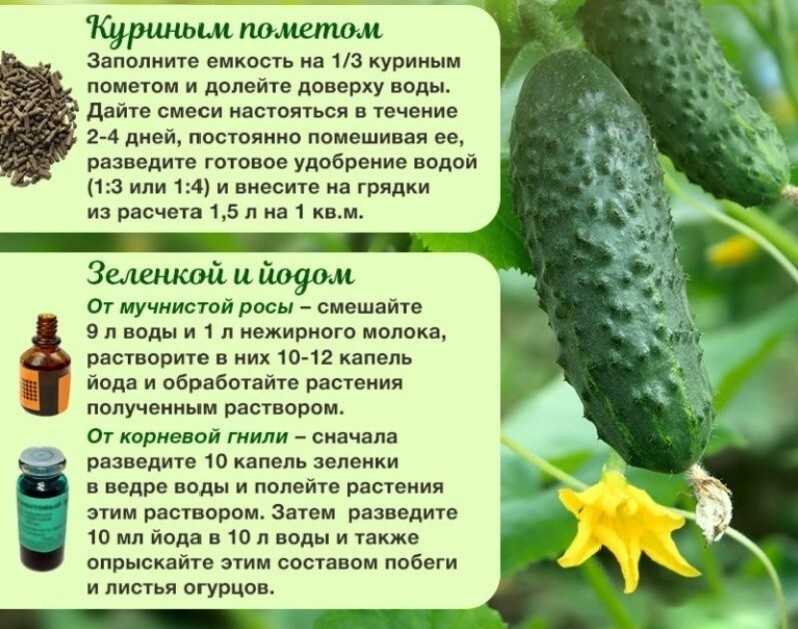 Как подкормить огурцы зеленкой: обработка, удобрение, советы