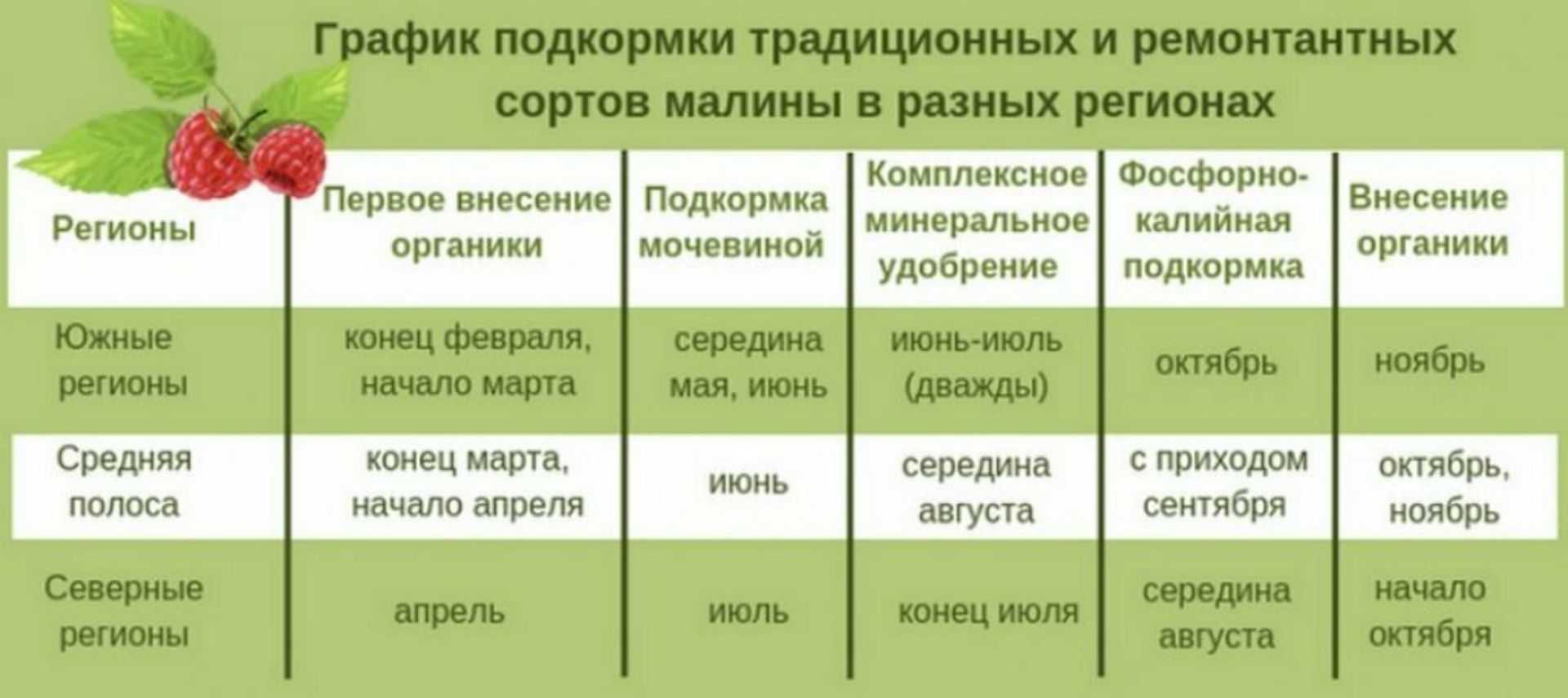 Как и чем подкормить малину весной для хорошего урожая сладких ягод